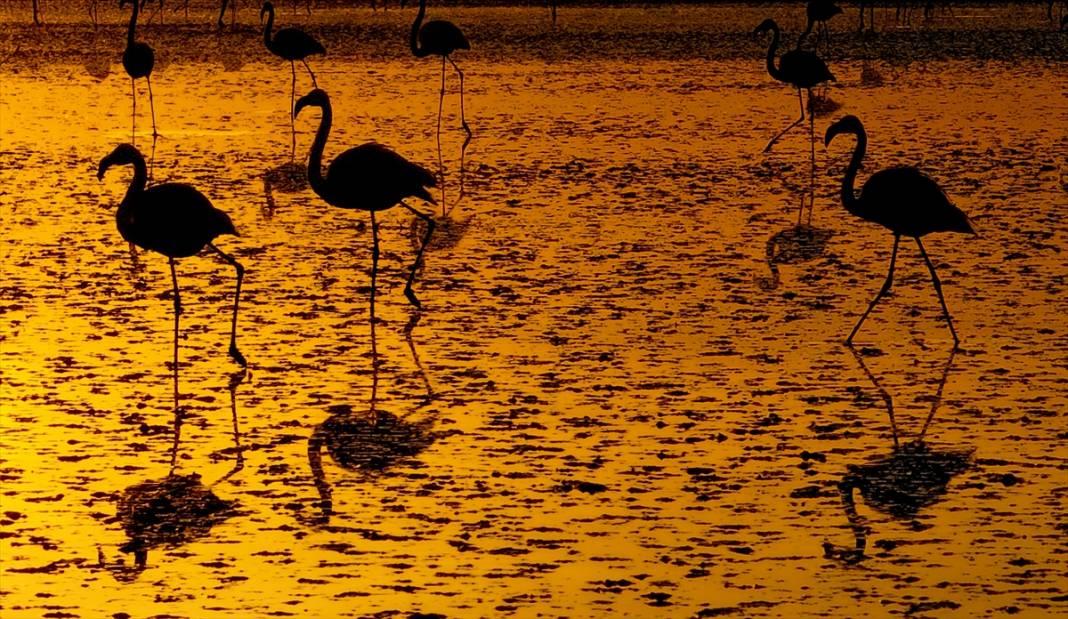 Konya’nın flamingo cenneti! 180 türe ev sahipliği yapıyor, görsel şölen sunuyor 3